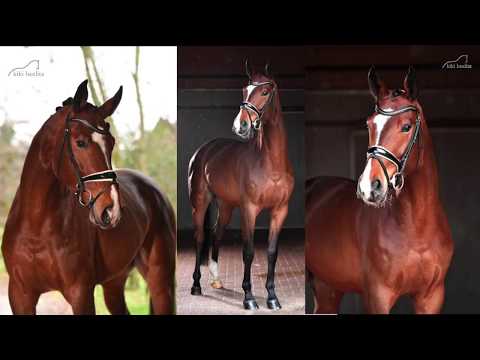 Sancerre - Wallach von San Amour - Bordeaux - geb. 2016