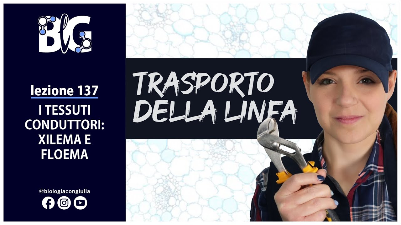 I TESSUTI CONDUTTORI: XILEMA e FLOEMA