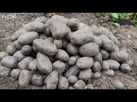 , title : 'Cultura de cartof. Unde, când și cum se plantează cartofii.  Unde nu se plantează cartofii.'