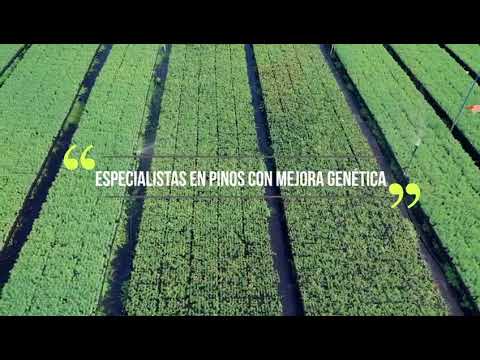 Cultivo de pinos y frondosas en Viveros Mañente