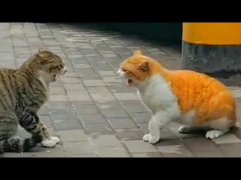 CAT FIGHT COMPILATION 2023