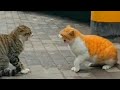 CAT FIGHT COMPILATION 2023