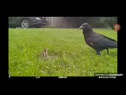 Screaming wild baby rabbit