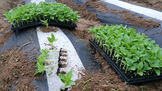 슈퍼안산참깨 오늘 심었습니다.