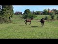 Magnifique poulain BWP par Lector vd Bisschop
