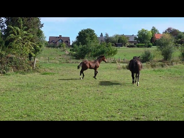 Magnifique poulain BWP par Lector vd Bisschop