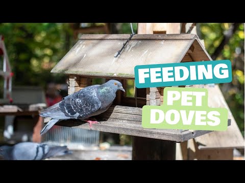 Feeding Pet Doves: Essential Nutrition Guide | Daily Needs Studio