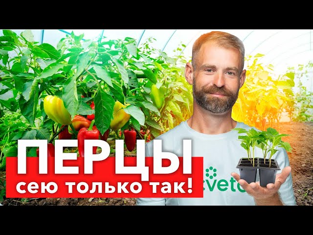 КОГДА И КАК СЕЯТЬ ПЕРЕЦ? Перец всходит быстро и дружно, а рассада растет здоровой