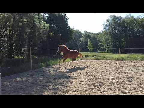 Luciano S (Lugato x Medici) Sprung