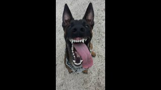 Oz and Uzi protecting my truck - Belgian Malinois Police Dogs