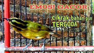 Download lagu tralis gacor (cikrak daun) sangat bagus untuk pancingan burung lain rajin bunyi. mp3