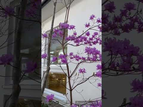 植物構造織り柳テラス装飾