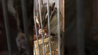 シマリスがアーモンド食べる動画！その1 #もふもふアニマル #しまりす #いやし #ペット動画 #シマリス