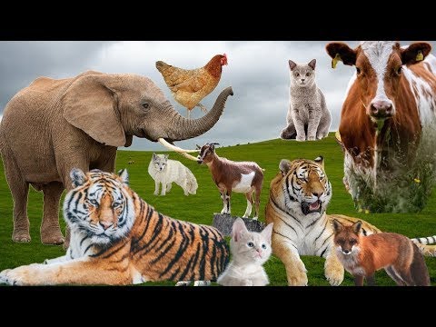 , title : 'Herbivores - Cow,Dog, Elephant, Cat, Horse, Pig, Goat -Animal Sounds - Part 1 #youtube'