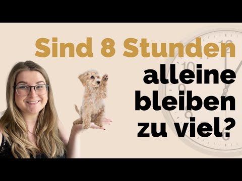 Kann ein Hund 8 Stunden alleine bleiben?