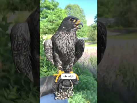 Peregrine falcon #shorts #science