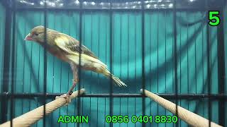 Download lagu MATERI F2RASMI, f2GIBOSSO, F1YS, F1RASMI  !!!   MONGGO DI GAS BOS Q mp3