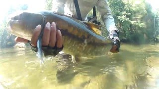 preview picture of video 'เดินป่าตกปลา กาญจณบุรี Off the track - Thai Mahseer'