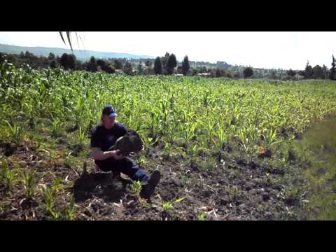 Holiday training part 7: Pistols of the Maize