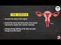 SCIENCE05L01: The Female Reproductive System