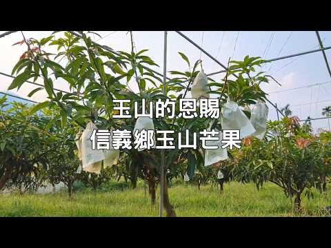 信義鄉玉山愛文芒果｜香氣濃鬱・自然熟成・冷藏配送