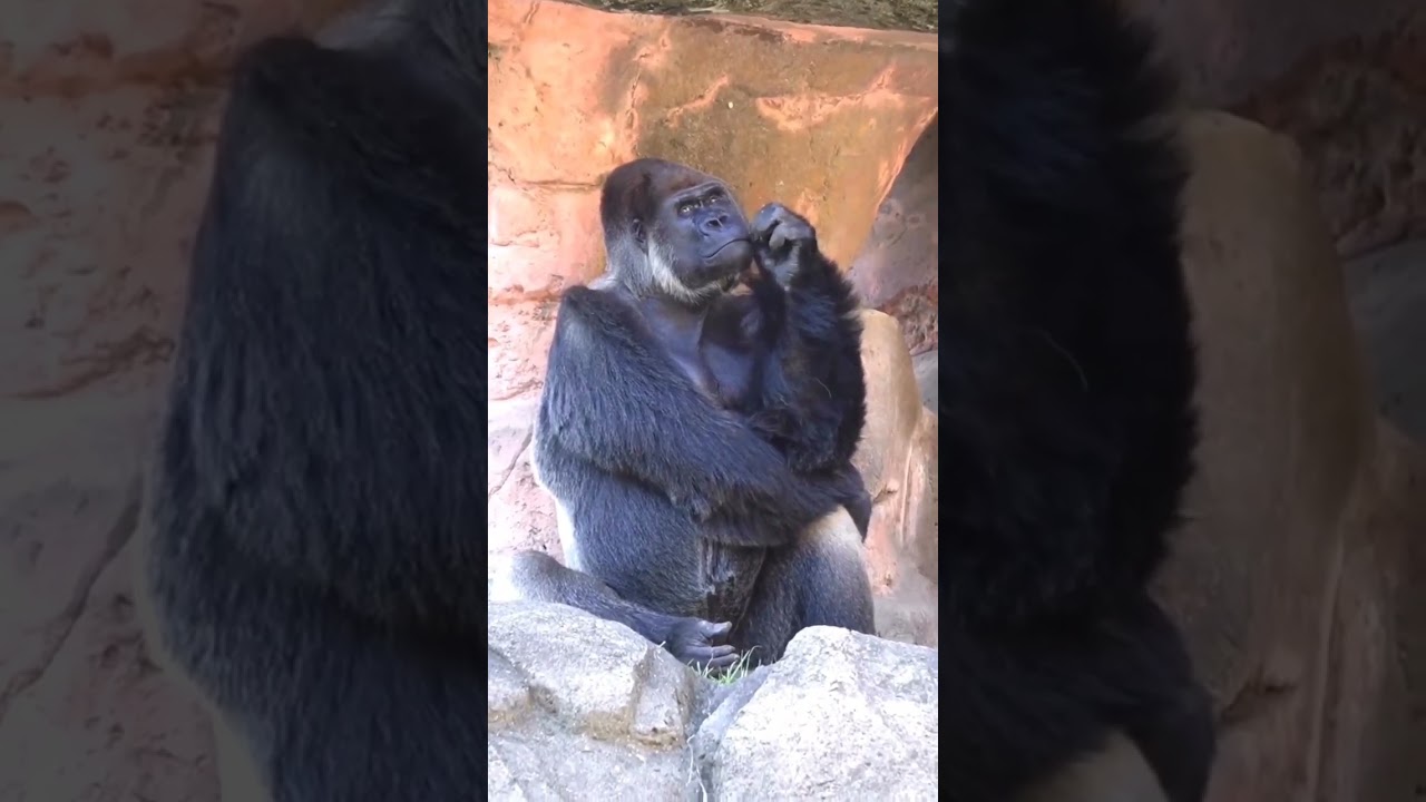Monkey Thinking about future meme templates/ Monkey Meme Templates/ Monkey Thinking Meme Templates 😂