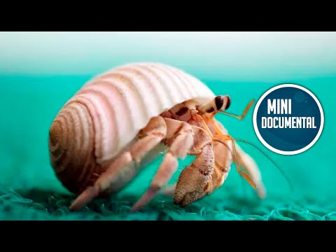 Hermit Crab (mini-documentary)