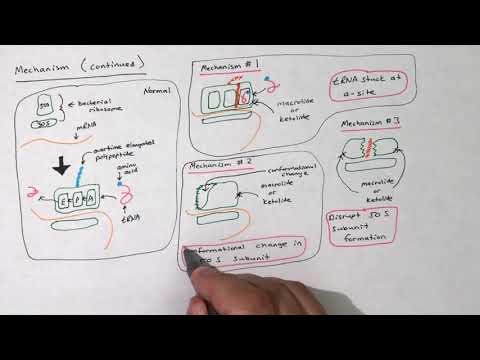 Macrolides and Ketolides