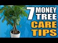 7 Money Tree Care Tips That You NEED To Know Pachira Aquatica Houseplant Care