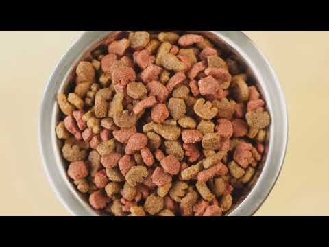 Puppy vs Adult Dog Food: How to Feed Your Dog Right