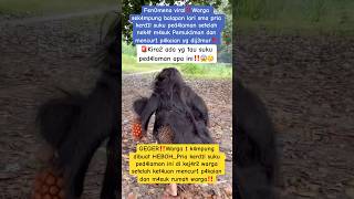 Download lagu 🔴Excitement‼️The local tribe entered the village mp3 Download lagu 🔴Excitement‼️The local tribe entered the village mp3