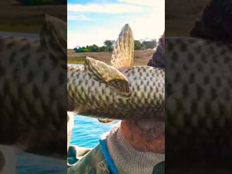 traíra bruta 😱 três ranchos Goiás