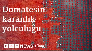 İngiltere ve Avrupa'da satılan salçalarda Uygur Türkleri'nin köle emeğ