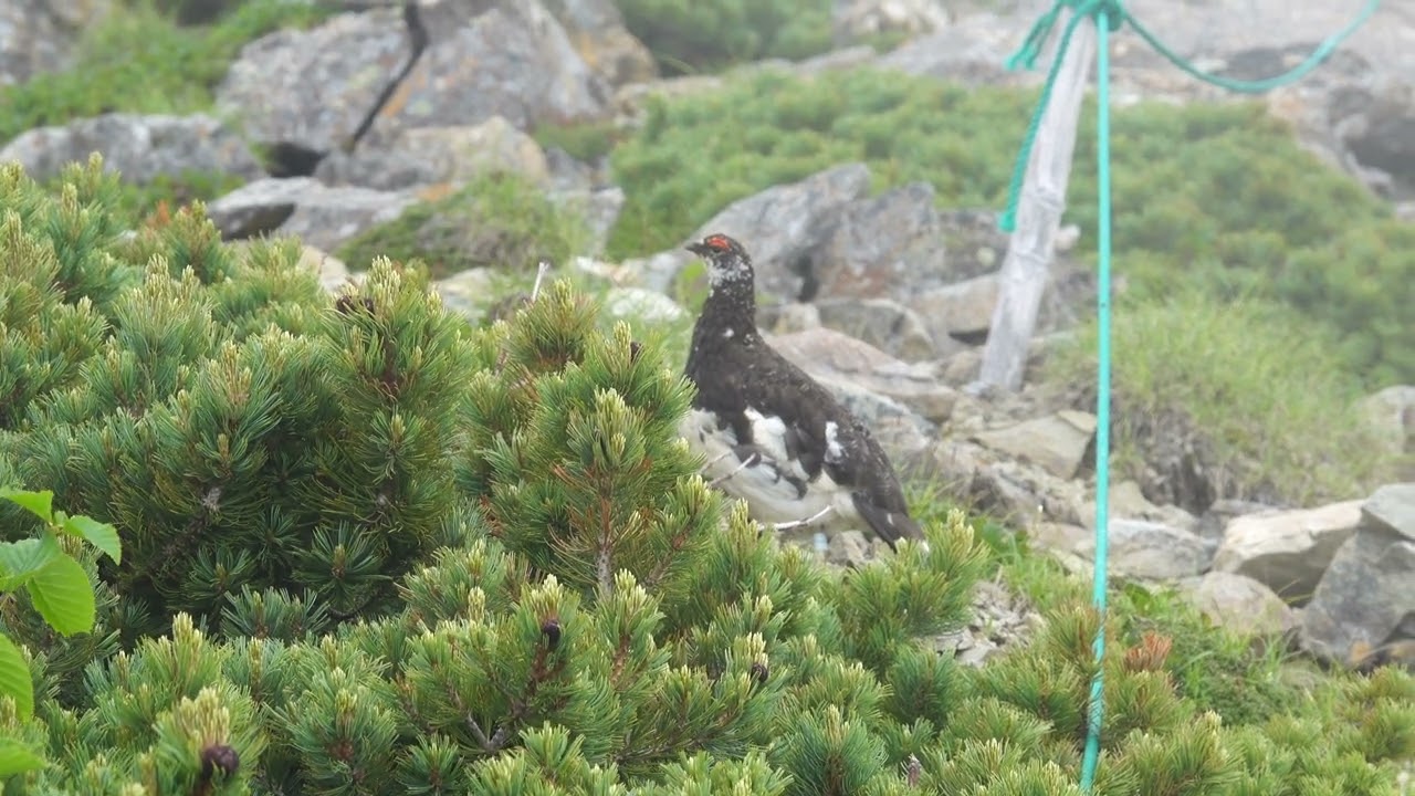 仙丈ヶ岳の雷鳥のつがい