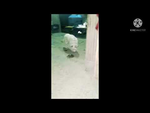 chiki play with turtle🐢/sudhanshu  saini