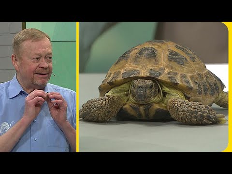 ”Den kinesiska naturmedicinen är ett stort hot mot sköldpaddan”  | Nyhetsmorgon | TV4 & TV4 Play
