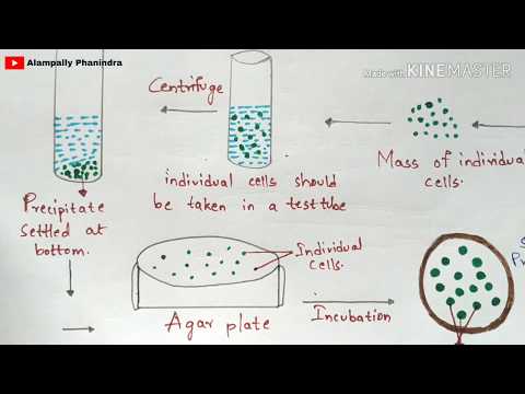 Plant tissue culture technique Step by step process Procedure Bio science