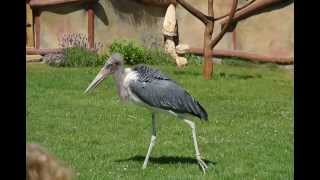 preview picture of video 'Marabu Charlotte bei der Tiershow im Vogelpark Marlow 2013'