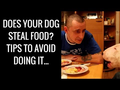 Does Your Dog Steal Food? Tips to Avoid Doing It