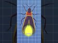 How Fireflies Light Up 🤨