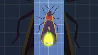 How Fireflies Light Up 🤨