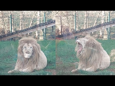 Moments drôles avec des lions incroyables