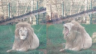 Moments drôles avec des lions incroyables