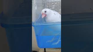 水浴び！とおもったら足湯？w