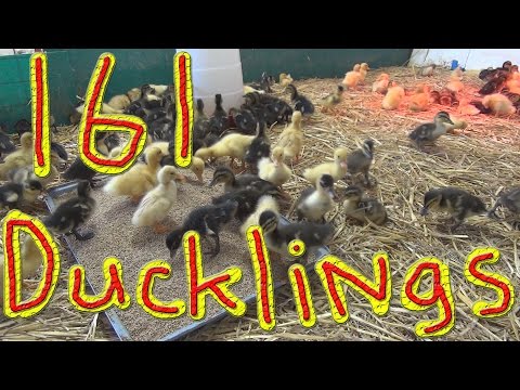 Relax with 161 Ducklings