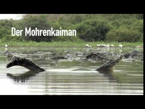 Die Top 8 der wildesten Tiere Brasiliens