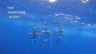 Dredge Fishing  Underwater Video featuring Motion Dredge Baits