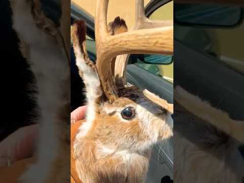 He got a WHAT? YARD SALE FIND! #shortsvideo #jackalope #yardsalefinds #oddities #curiosities