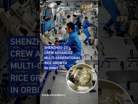 Shenzhou-23 crew advances multi-generational rice growth in orbit #coolchina