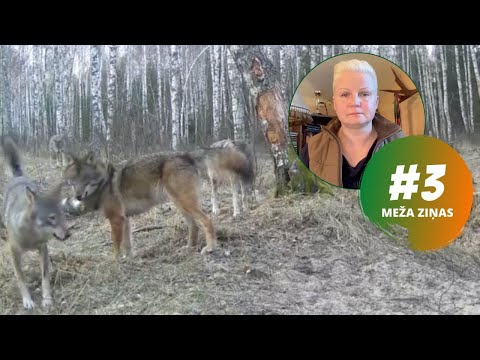 Kašķaini vilki, šakāļu izplatība un citi bezbailīgi plēsēji. Meža ziņas #3
